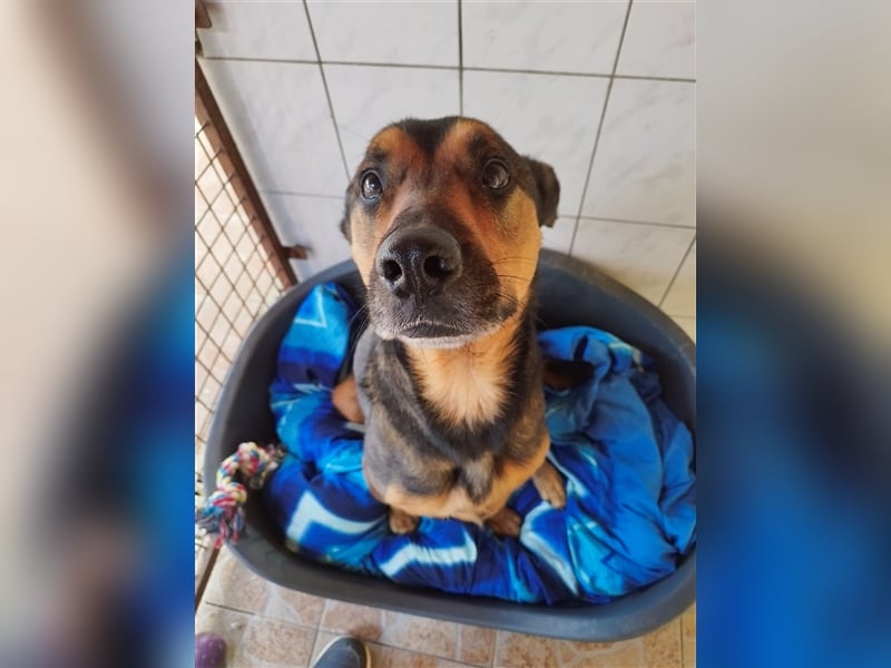 Lady, eine große Schäferhund-Dame sucht ihr Glück !