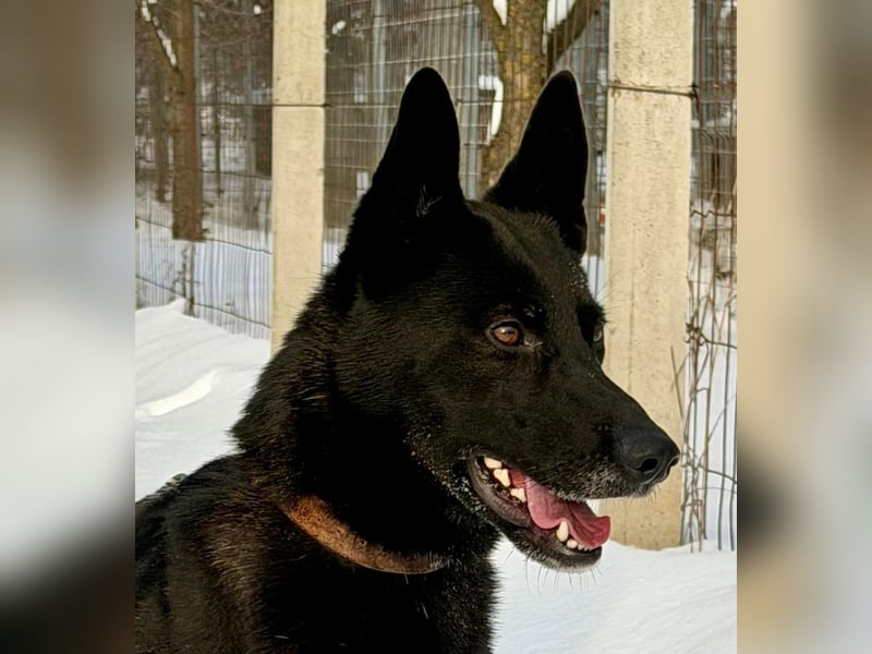 Lady Mesi, ein Rohdiamant , hat leider Ihr Zuhause verloren !