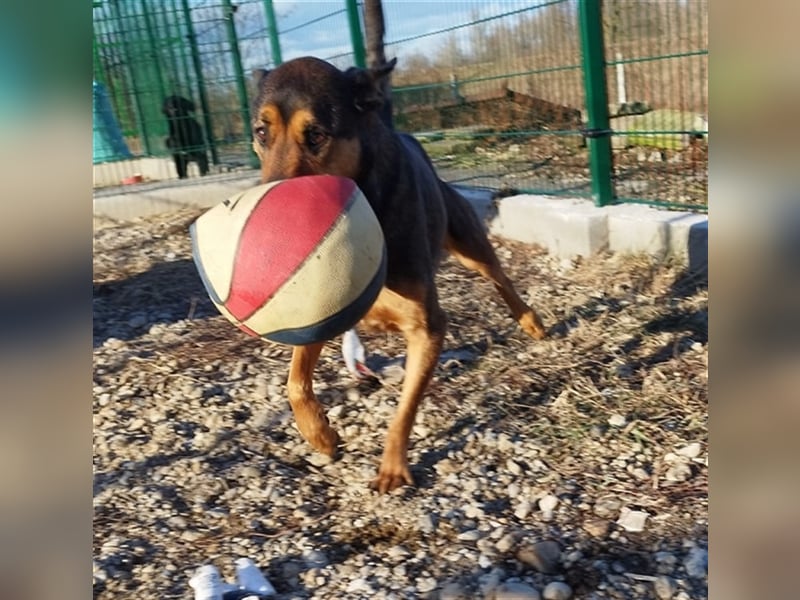 Lady, eine große Schäferhund-Dame sucht ihr Glück !