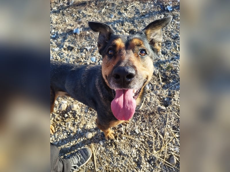 Lady, eine große Schäferhund-Dame sucht ihr Glück !