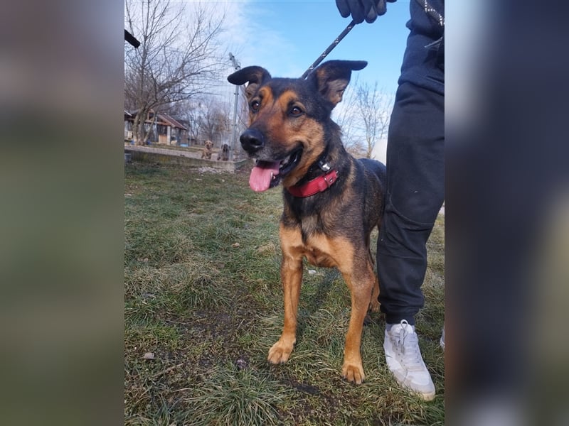 Lady, eine große Schäferhund-Dame sucht ihr Glück !