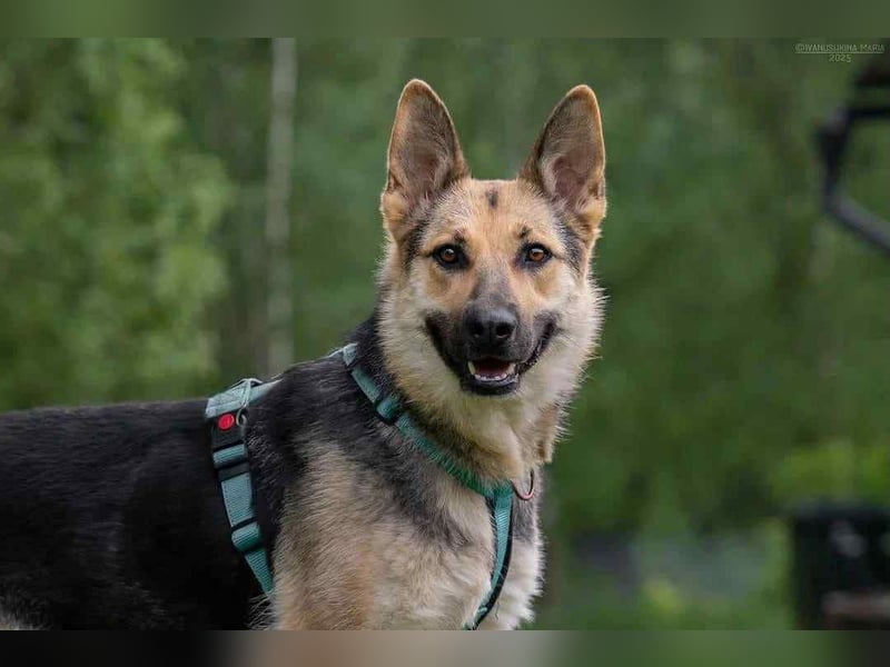 Zarte Mira sucht liebevolles Zuhause