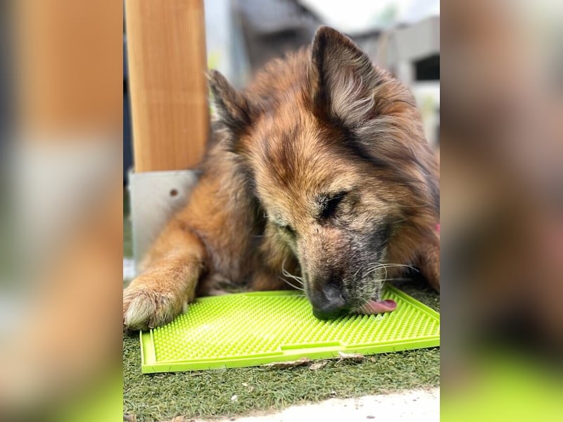Saba (Spanien) – liebevolle Seniorin sucht ihren ruhigen Platz