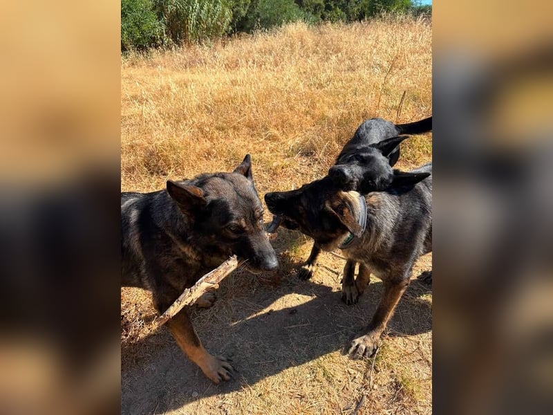 Morgan (Spanien)  – eine sanfte und flauschige Seniorin sucht ihre Ruheoase