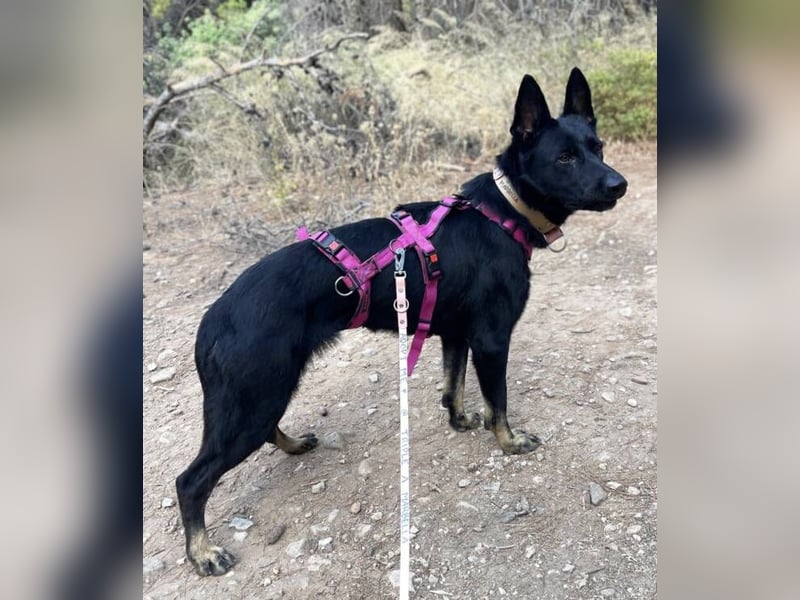 Kira (Spanien) – Powerhündin sucht ihre Familie