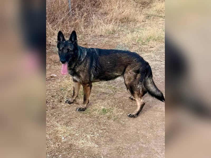 Morgan (Spanien)  – eine sanfte und flauschige Seniorin sucht ihre Ruheoase