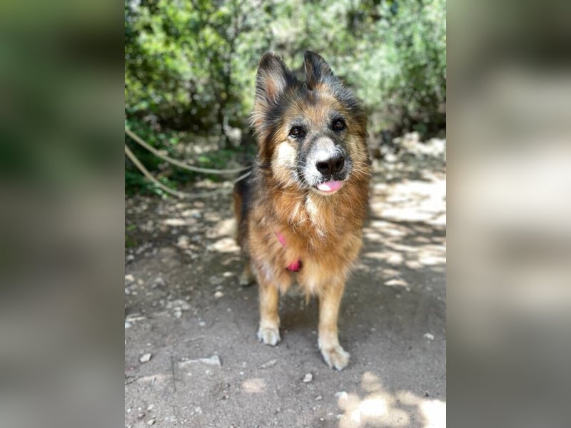 Saba (Spanien) – liebevolle Seniorin sucht ihren ruhigen Platz