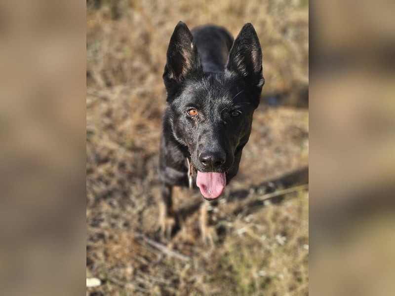 Kira (Spanien) – Powerhündin sucht ihre Familie