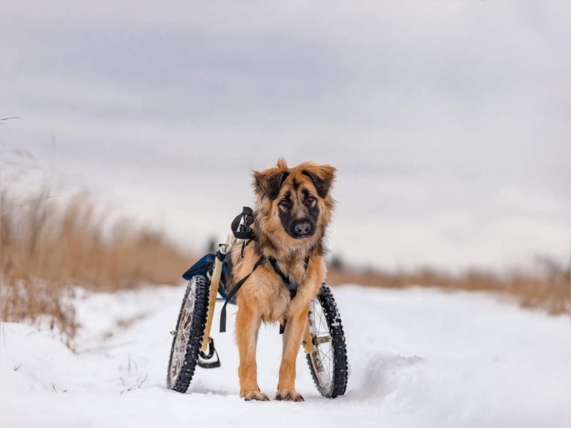 Besonderer Enger sucht seine Familie