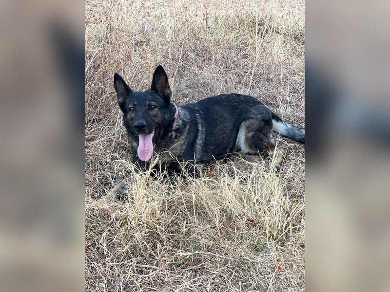 Nina (Spanien) – eine genügsame Schäferhund-Hündin