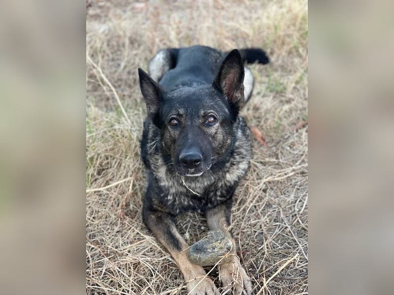 Nina (Spanien) – eine genügsame Schäferhund-Hündin
