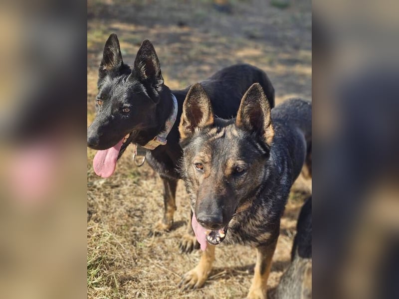 Nina (Spanien) – eine genügsame Schäferhund-Hündin
