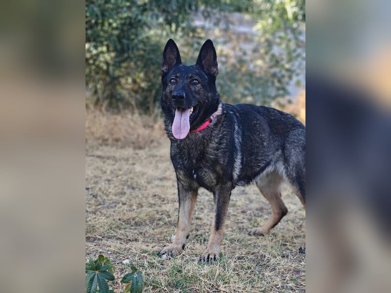 Nina (Spanien) – eine genügsame Schäferhund-Hündin