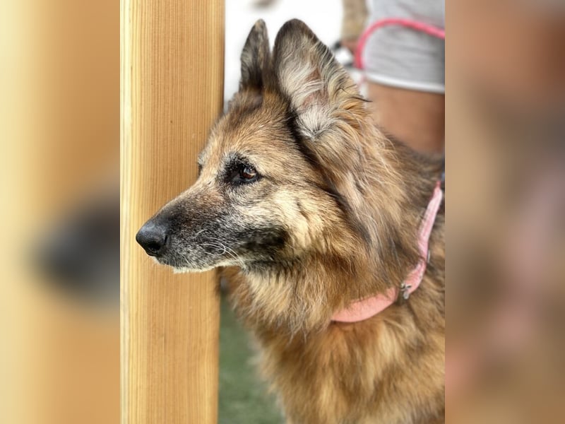 Saba (Spanien) – liebevolle Seniorin sucht ihren ruhigen Platz