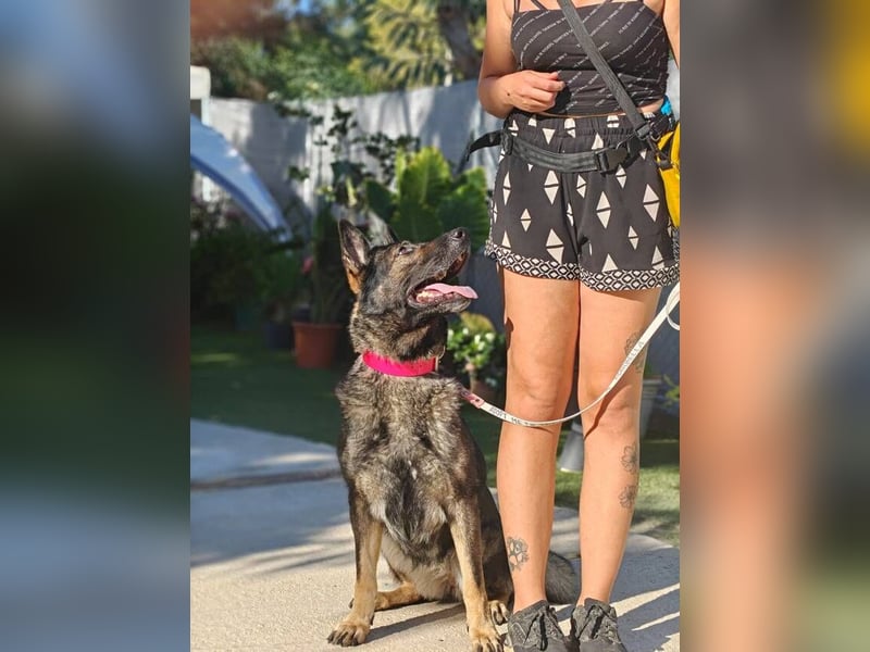 Nina (Spanien) – eine genügsame Schäferhund-Hündin