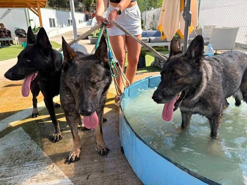 Morgan (Spanien)  – eine sanfte und flauschige Seniorin sucht ihre Ruheoase