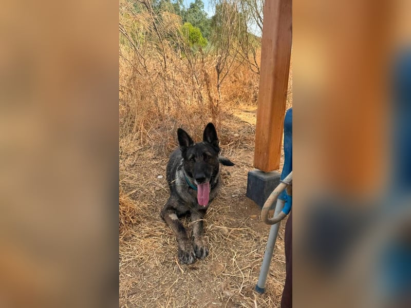 Morgan (Spanien)  – eine sanfte und flauschige Seniorin sucht ihre Ruheoase