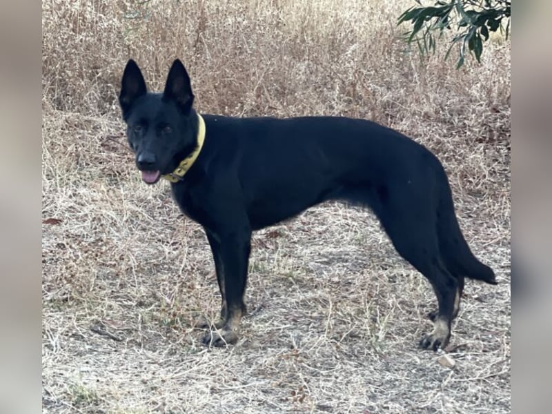 Kira (Spanien) – Powerhündin sucht ihre Familie