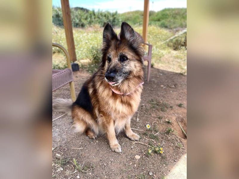 Saba (Spanien) – liebevolle Seniorin sucht ihren ruhigen Platz