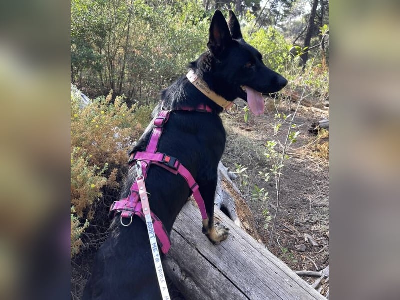 Kira (Spanien) – Powerhündin sucht ihre Familie
