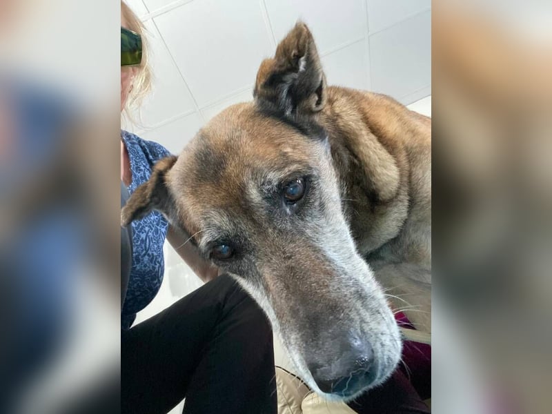 Manuela (Spanien) - freundliche Schäferhund-Mix-Hündin, wünscht sich sehnlichst ein neues Zuhause