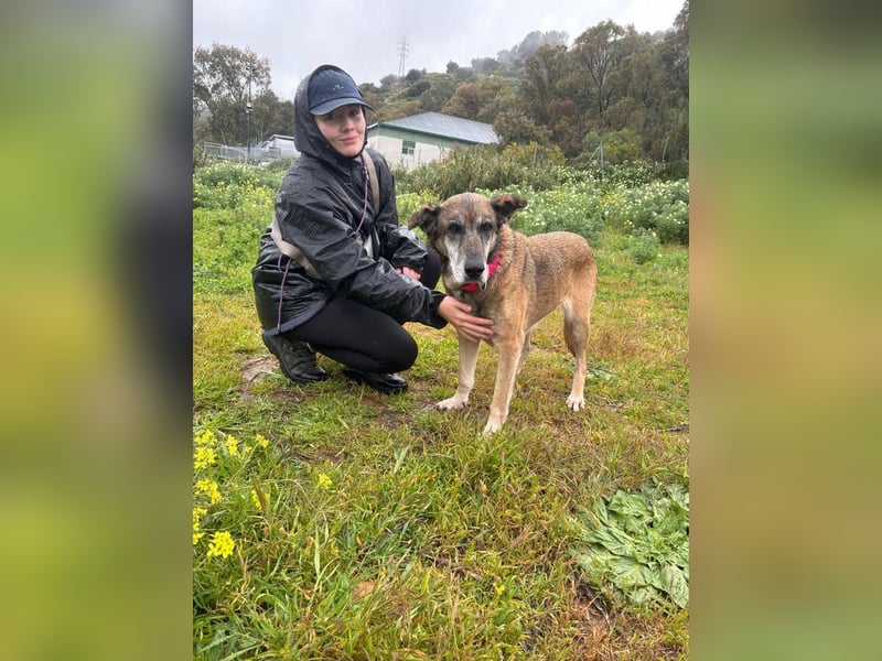 Manuela (Spanien) - freundliche Schäferhund-Mix-Hündin, wünscht sich sehnlichst ein neues Zuhause