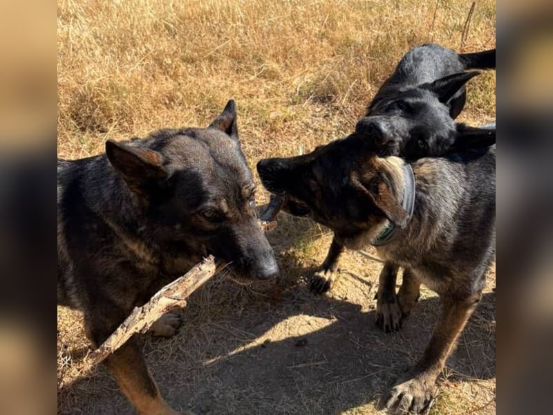 Kira (Spanien) – Powerhündin sucht ihre Familie