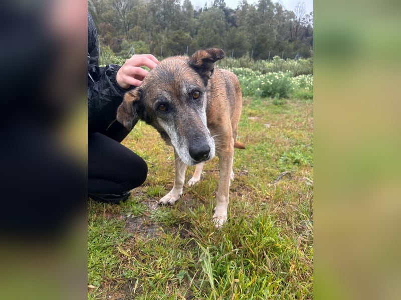 Manuela (Spanien) - freundliche Schäferhund-Mix-Hündin, wünscht sich sehnlichst ein neues Zuhause