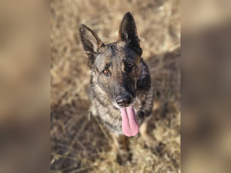 Morgan (Spanien)  – eine sanfte und flauschige Seniorin sucht ihre Ruheoase