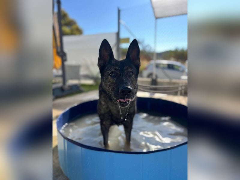 Nina (Spanien) – eine genügsame Schäferhund-Hündin