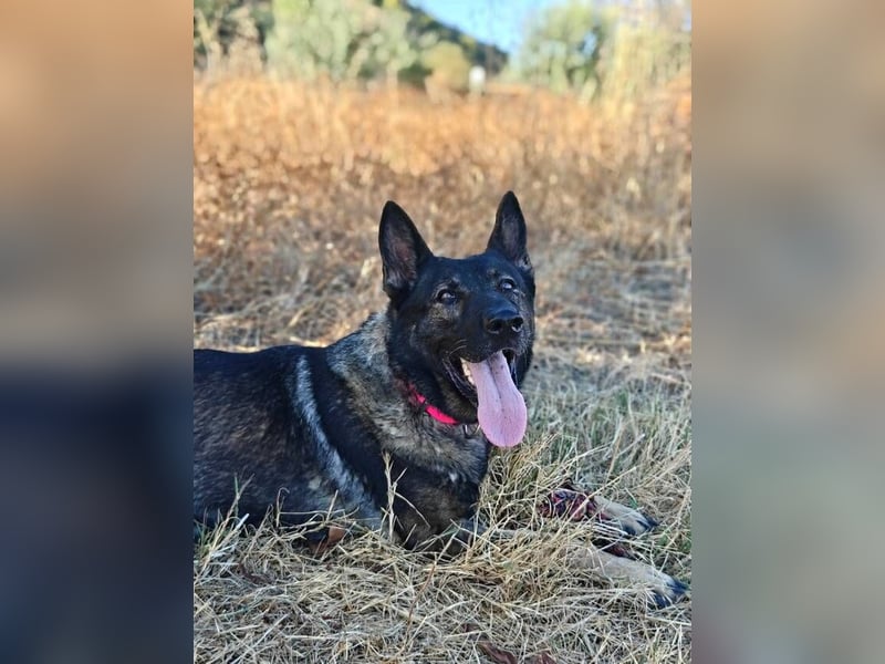 Nina (Spanien) – eine genügsame Schäferhund-Hündin
