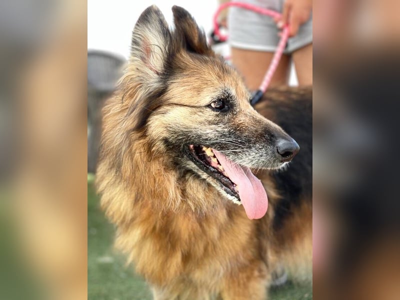 Saba (Spanien) – liebevolle Seniorin sucht ihren ruhigen Platz