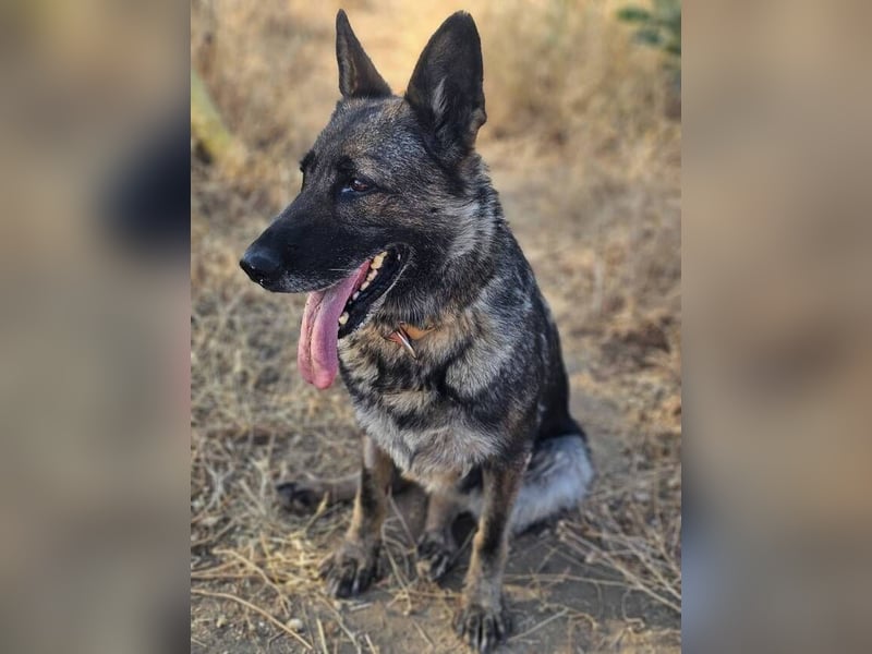 Morgan (Spanien)  – eine sanfte und flauschige Seniorin sucht ihre Ruheoase