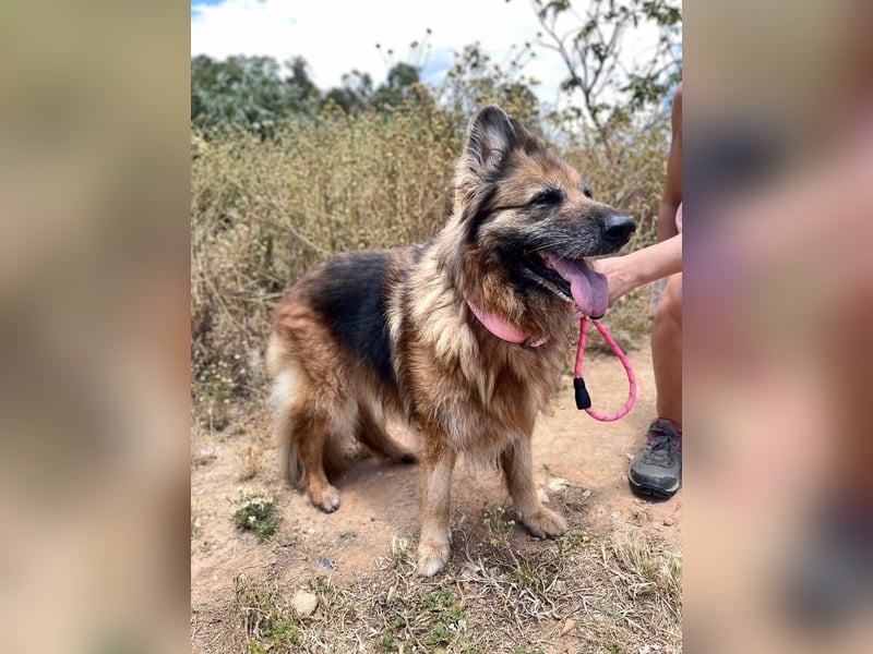 Saba (Spanien) – liebevolle Seniorin sucht ihren ruhigen Platz