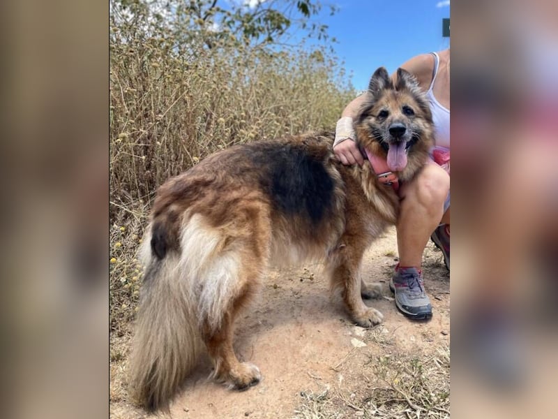 Saba (Spanien) – liebevolle Seniorin sucht ihren ruhigen Platz