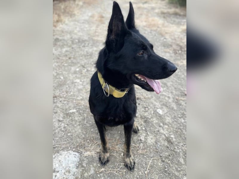 Kira (Spanien) – Powerhündin sucht ihre Familie