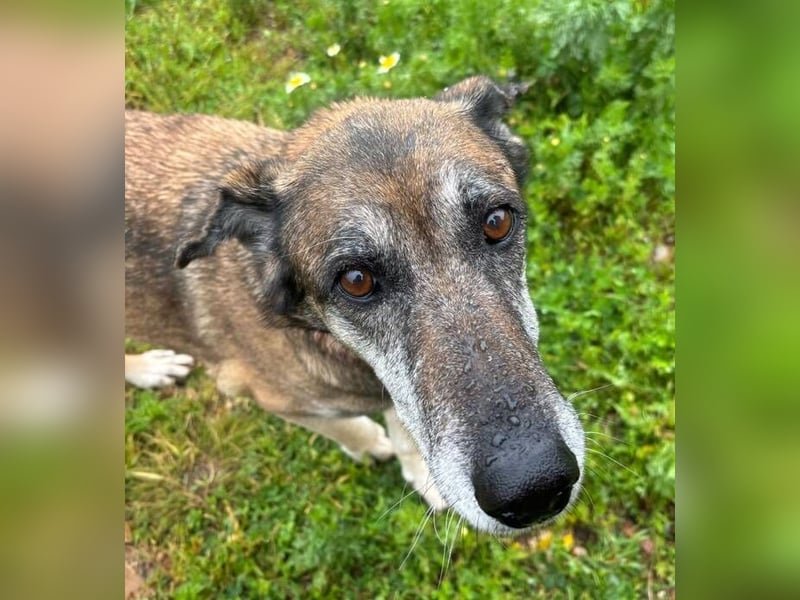 Manuela (Spanien) - freundliche Schäferhund-Mix-Hündin, wünscht sich sehnlichst ein neues Zuhause