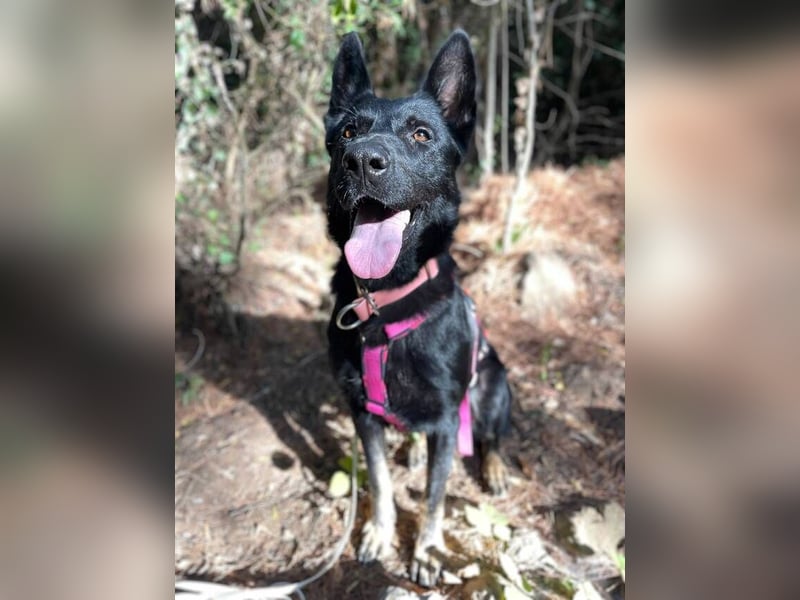 Kira (Spanien) – Powerhündin sucht ihre Familie