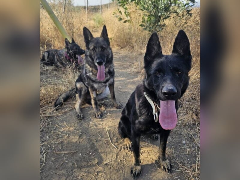 Kira (Spanien) – Powerhündin sucht ihre Familie