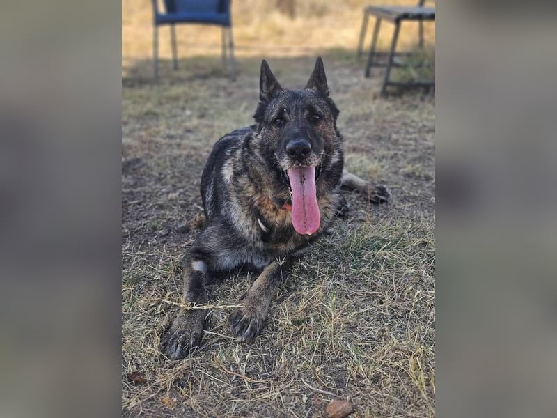 Morgan (Spanien)  – eine sanfte und flauschige Seniorin sucht ihre Ruheoase