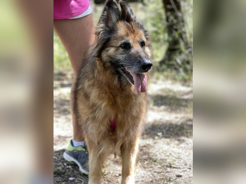 Saba (Spanien) – liebevolle Seniorin sucht ihren ruhigen Platz