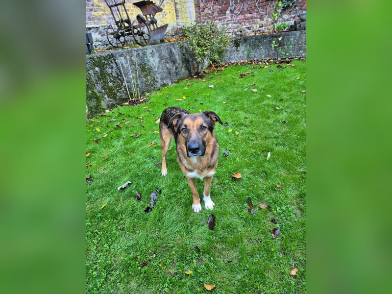 Treuer Bo aus 52428 Jülich sucht sein Für-Immer-Zuhause