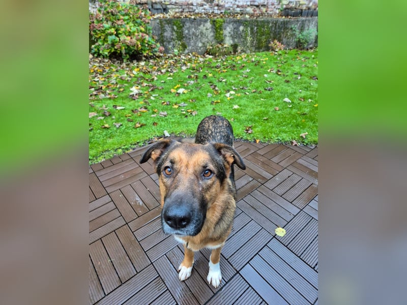 Treuer Bo aus 52428 Jülich sucht sein Für-Immer-Zuhause