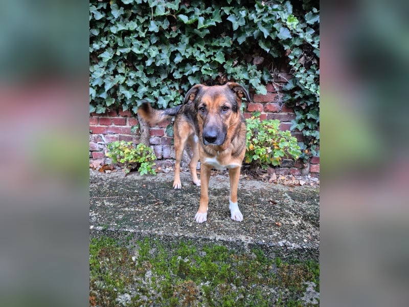 Treuer Bo aus 52428 Jülich sucht sein Für-Immer-Zuhause