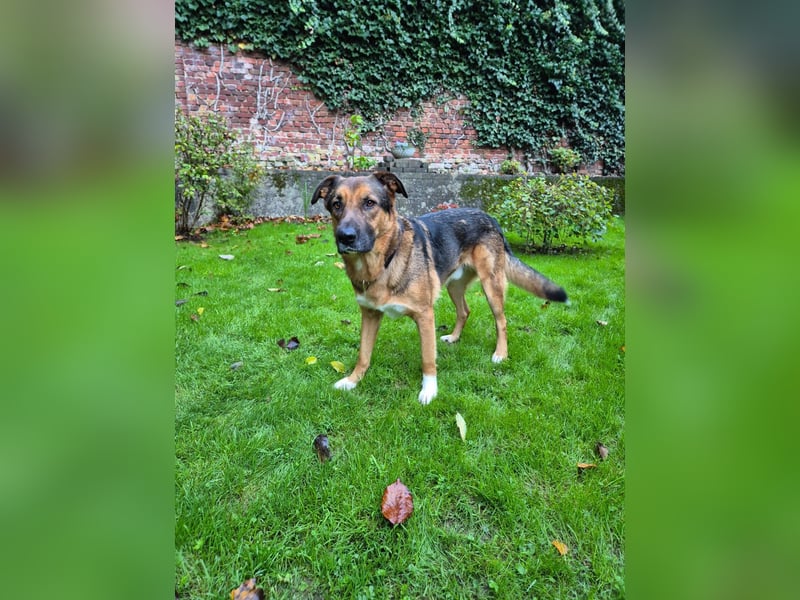 Treuer Bo aus 52428 Jülich sucht sein Für-Immer-Zuhause