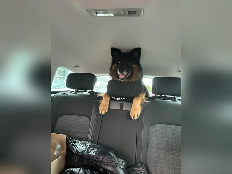 Senior Bruno sucht sein Zuhause