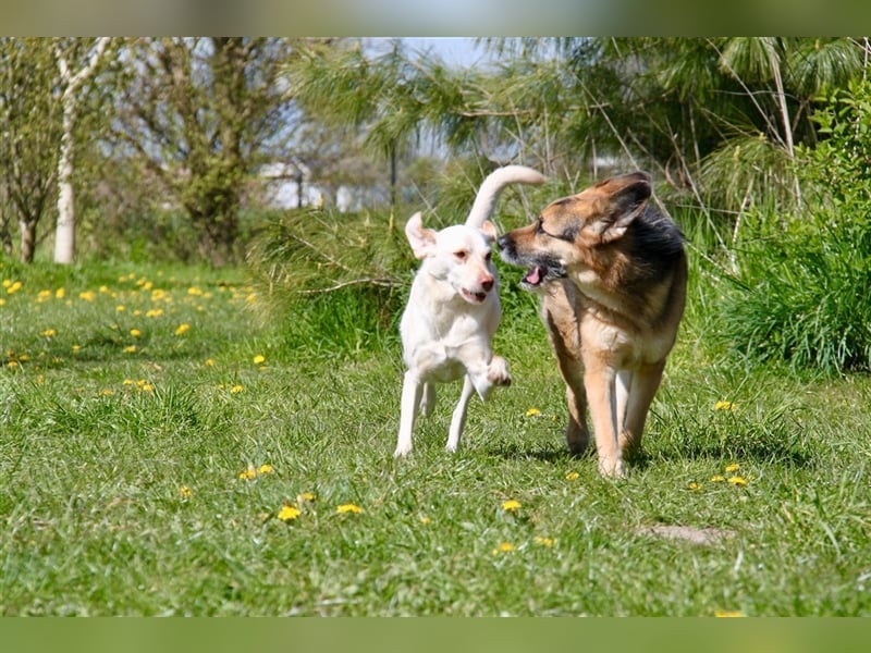 Murphy - Liebevoller und loyaler Weggefährte