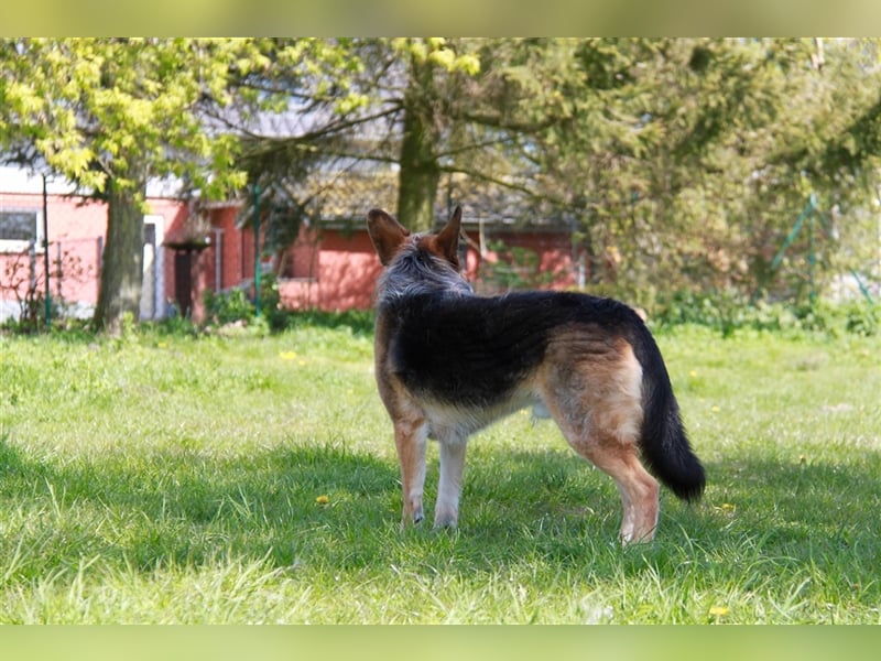 Murphy - Liebevoller und loyaler Weggefährte