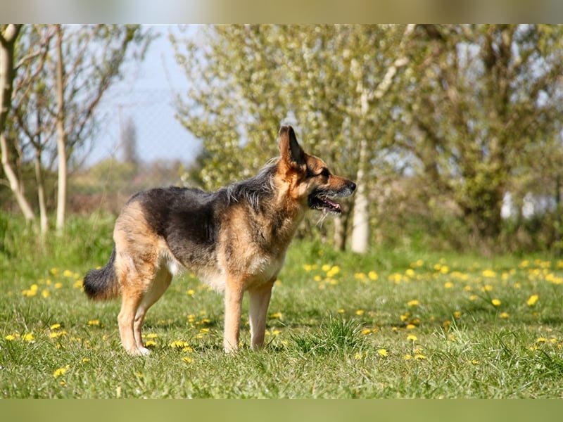 Murphy - Liebevoller und loyaler Weggefährte