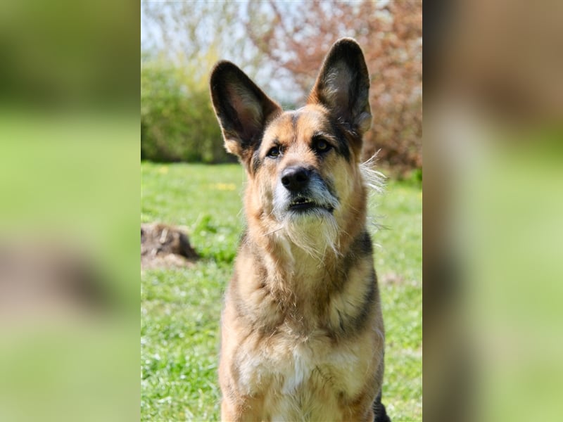 Murphy - Liebevoller und loyaler Weggefährte